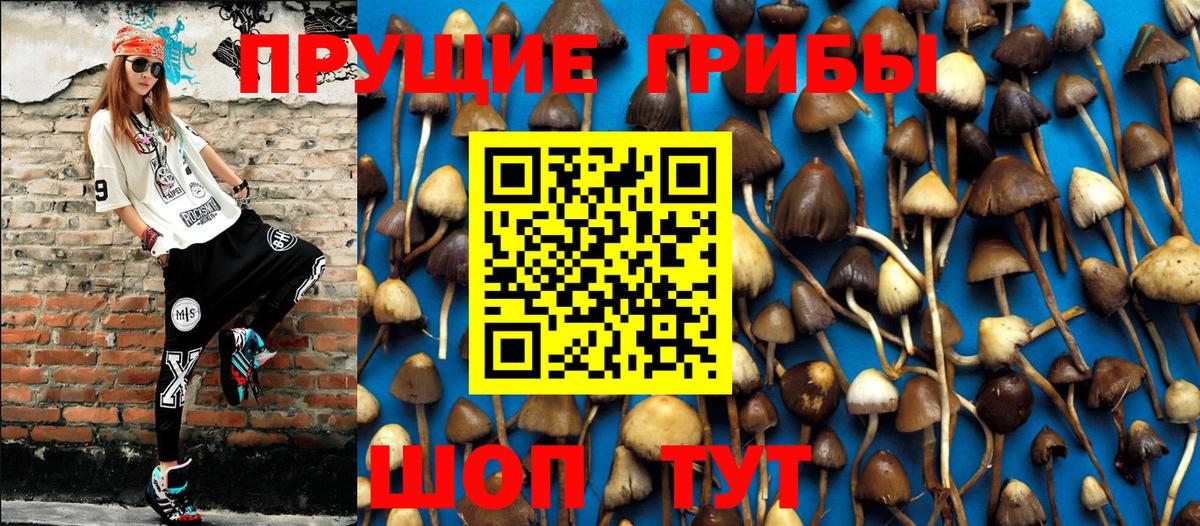 Псилоцибиновые грибы прущие грибы Дербент